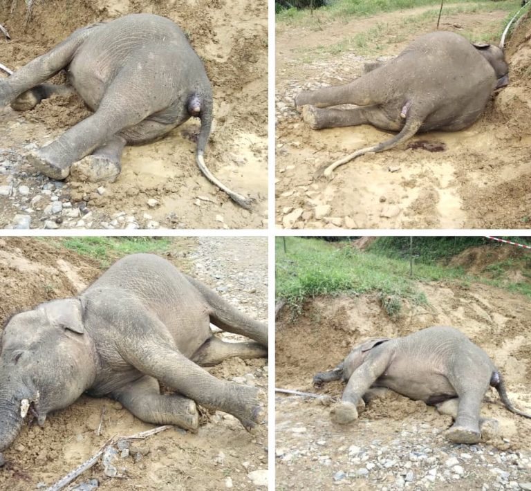Keracunan makanan punca Gajah Pigmy ditemui mati