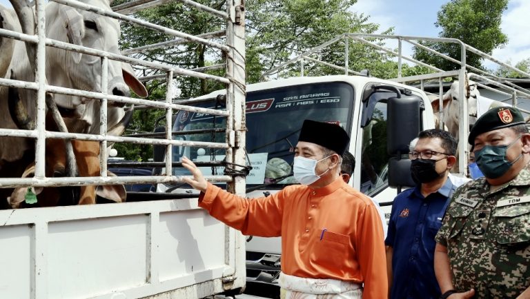 Hajiji serah 158 lembu korban sempena Aidiladha