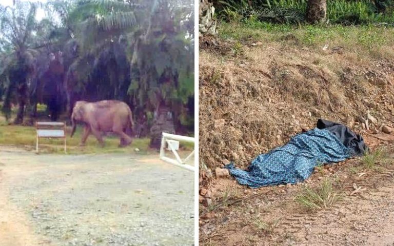 Wanita warga emas maut dipijak gajah liar di Tawau