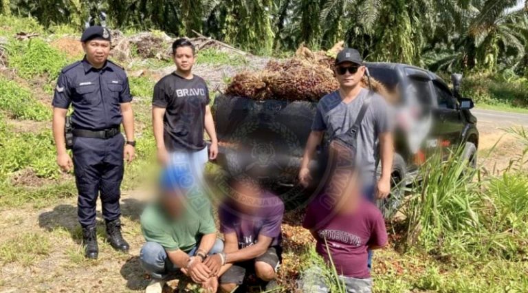 3 lelaki curi 47 tandan buah Kelapa Sawit’ diberkas polis