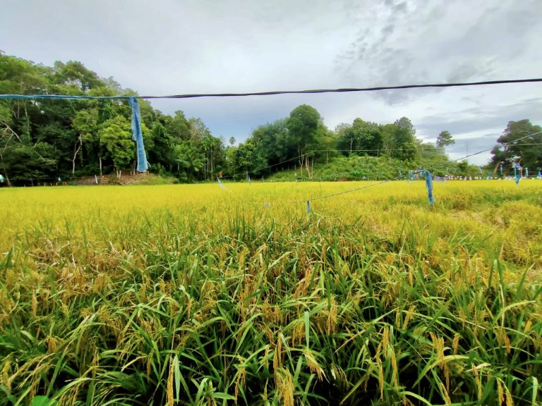 Sabah berdepan kesan besar akibat kenaikan harga beras import