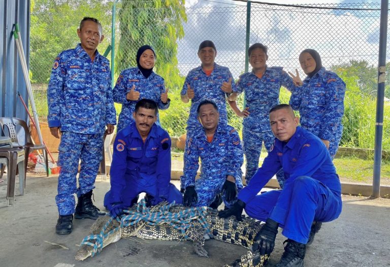 APM Sandakan tangkap buaya seberat 80 kilogram