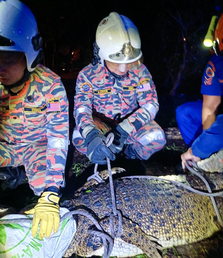 Seekor buaya berukuran 7 kaki ditangkap di Teluk Likas