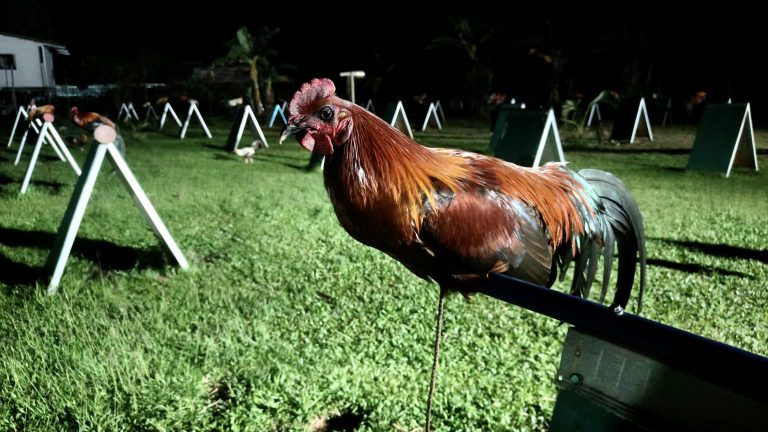 622 ayam sabung dirampas babitkan nilai lebih RM3 juta