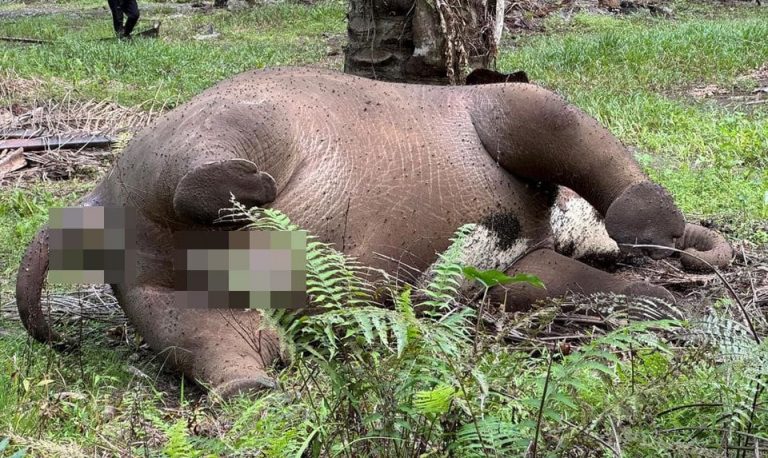 Bangkai Gajah Pygmy Borneo Ditemui di Danum