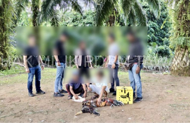 Dua lelaki dicekup main sabung ayam di ladang sawit