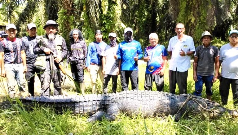 Buaya 15.8 kaki tumpas ditembak di Sungai Merotai