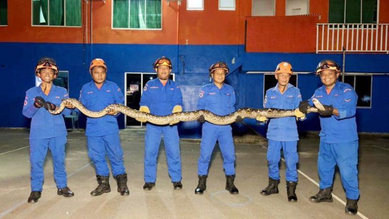 Nyaris Kena Baham Ular Sawa 60kg
