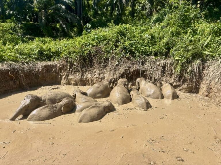 11 gajah termasuk anak gajah berjaya diselamatkan
