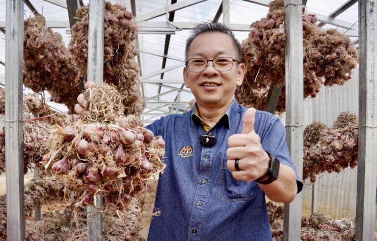 Kundasang berpotensi jadi hab bawang merah negara menjelang 2030