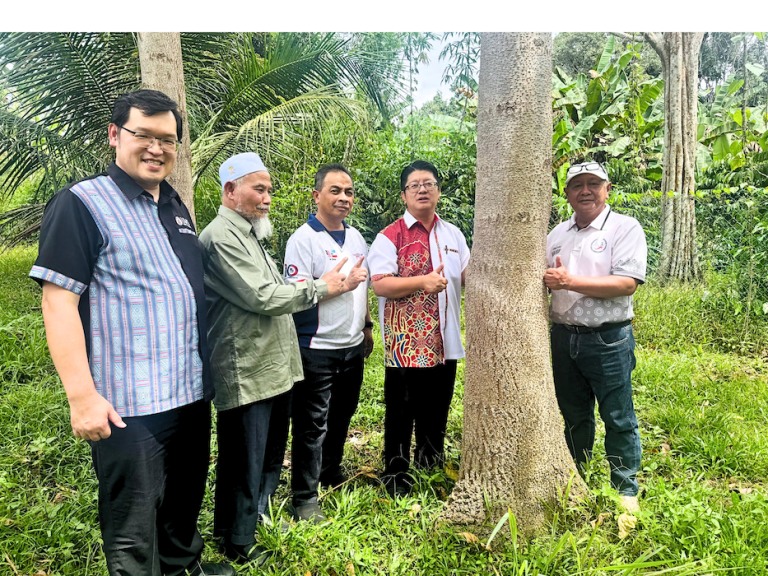 Teknologi kultur tisu pacu pembangunan Paulownia di Sabah