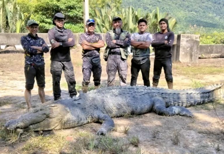 Netizen puji keberanian JHL Tawau tangkap buaya gergasi