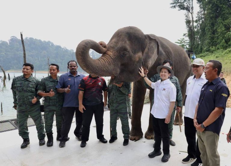 Harimau Malaya Yong Choh dilepas kembali ke habitat
